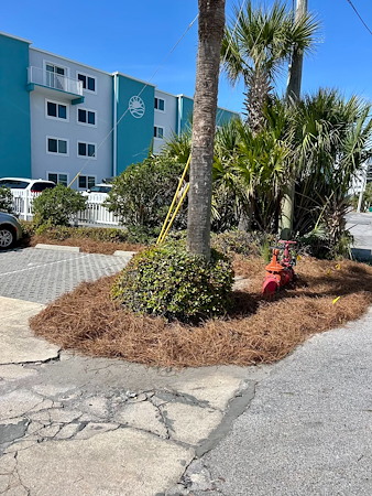 Mulch vs. Pine Straw in Coastal Florida: Cost, Longevity, and Best Uses