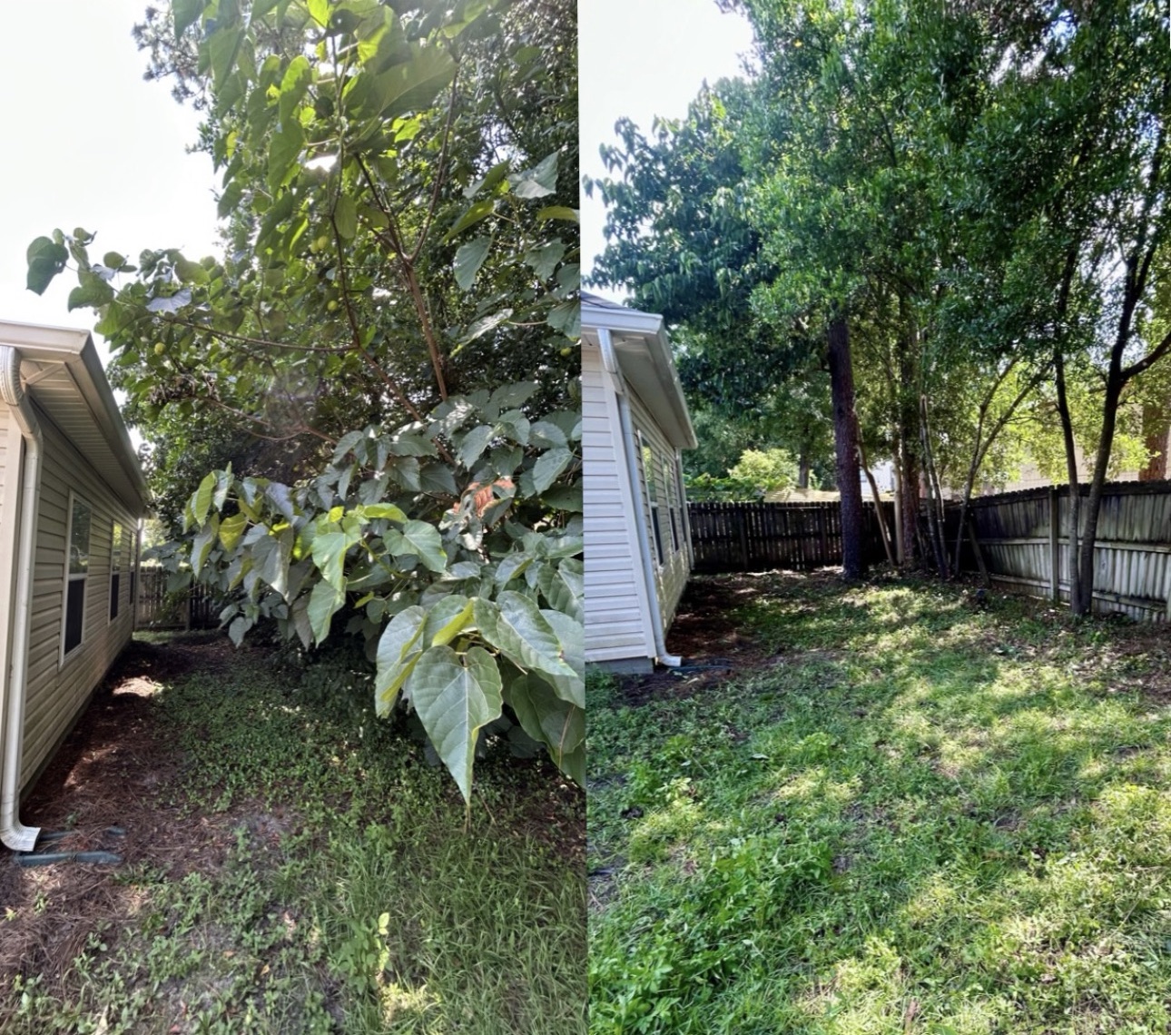 Reclaim Your Yard: Professional Bush Trimming & Removal